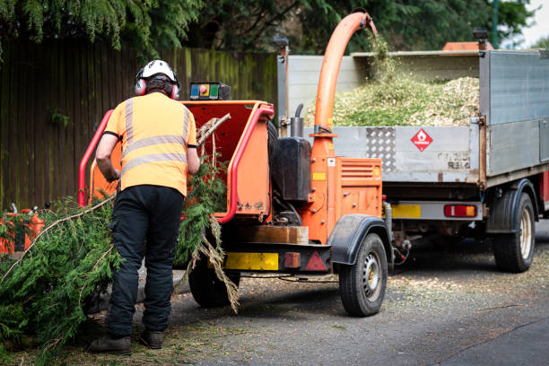 The Steps Involved in Our Tree Care Process in Fairview, NC